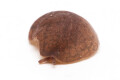 Laevicaulis alte Malaysia juvenil 2cm